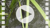 FZ029756-30148-63 Coot diving and feeding chicks (Fulica atra).mp4